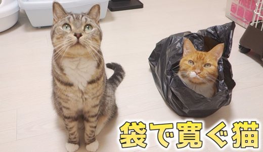猫が袋で寛ぐ様子が可愛い。袋に入って満足そうな猫【猫 かわいい】
