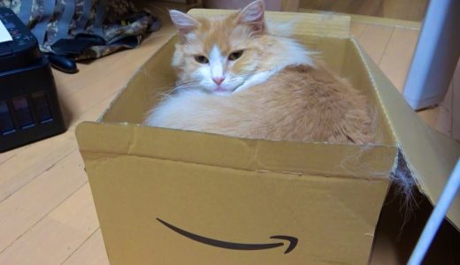 amazon箱と猫　PDS