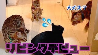 保護した黒猫ナナちゃんリビングデビュー！