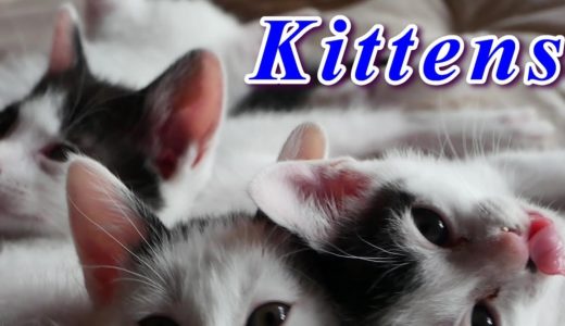 【猫は超可愛い！・成長する子猫たち】眠たいの・ハチワレ保護猫/[The cat is cute!]Sleepy kittens_Rescued cat（black and white cat）