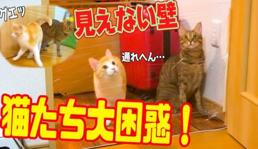 【神回】見えない壁があるドッキリに猫たちが超困惑www