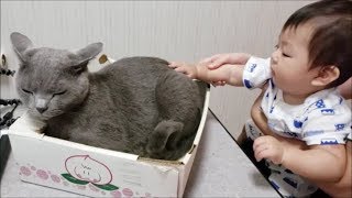 【ハラハラ映像】０歳児と狂暴灰色猫の初絡み (温厚白モフ猫とも絡む)