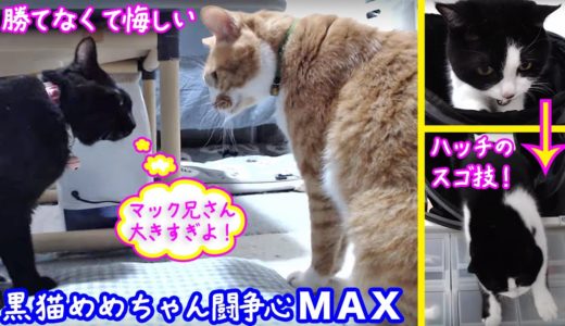 ＜2匹の猫通信＞「ほっこりライブ」めめちゃん闘争心MAX！マック大きすぎ…ハッチはスゴ技披露！2019 089 16　- Cat Live Stream in Japan – Cat Life TV