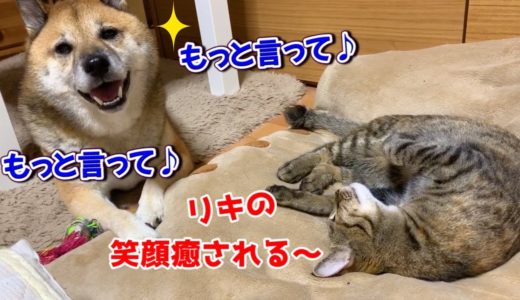 猫のそばで見守りながら突然笑顔になる柴犬  Shiba Inu who suddenly smiles