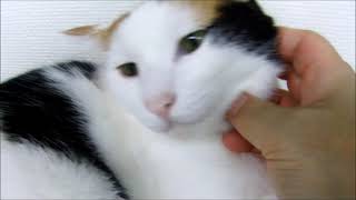 三毛猫　キラワレタ！(#^^#)　～　♬ニャロミー　◆　うた：ミク　◆　オリジナル曲　◆　保護猫　ねこカフェにて　(＾◇＾)