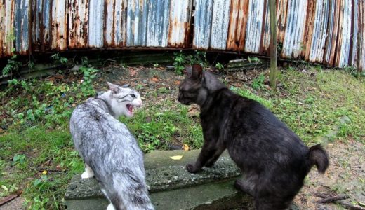 「友達になろうよ！」と近づいてきた黒猫を威嚇するサバシロ猫