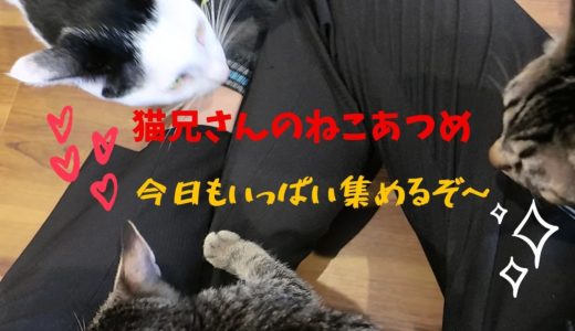 【保護猫】猫にいさんのねこあつめ　Video to call a lot of cats