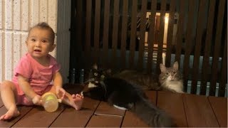 家族揃って夕涼みする猫 ノルウェージャンフォレストキャットA Cat enjoy the cool evening air with family.