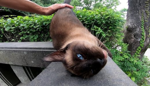 石碑の上からこっちを見ている猫がいたので近づいてナデナデしてみたら超人懐っこい猫だった