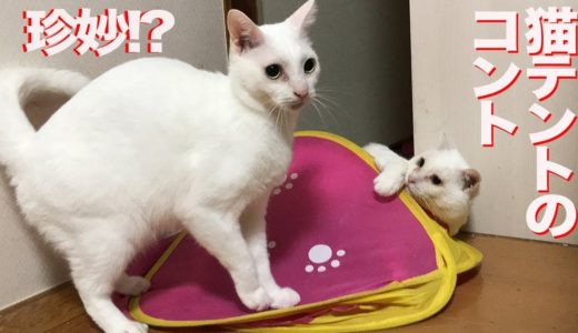 オッドアイの白たぬき(猫)、猫テントを使ったコントを披露する　A skit of the cat tent (and two white cats)