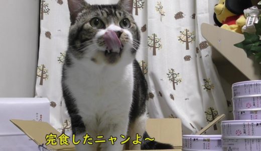 大好きなまぐろが缶詰に！ムシャムシャ食べる猫リキちゃん☆お中元をもらいました！ありがとうございます☆【リキちゃんねる　猫動画】Cat video　キジトラ猫との暮らし