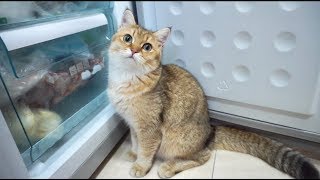 没见过这么馋的猫！只要一开冰箱就飞奔过来求喂食，拽都拽不走！