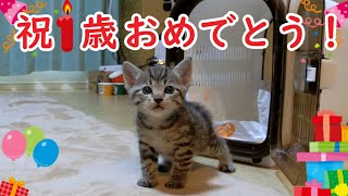 猫のビビ1歳記念【おめでとう生配信】