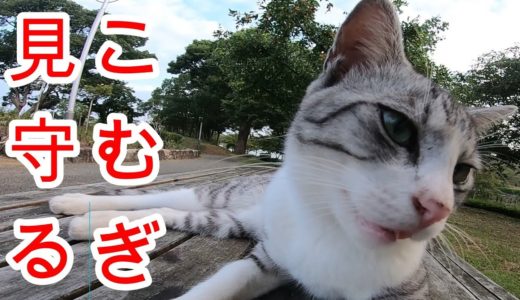 9月12日公園猫さんの日常風景　こむぎちゃんとシャムさん仲良く休憩。