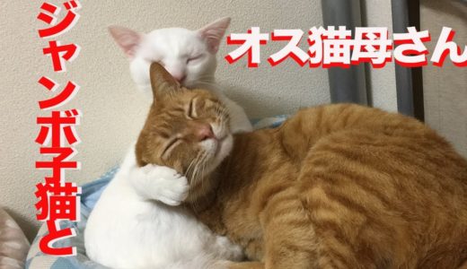 ベテラン子猫vsオス猫の暴走母性、全面対決する　The male mother cat VS the big tabby kitten