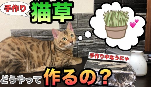 【猫草】ベンガルに手作りの猫草を食べて欲しい！作り方編