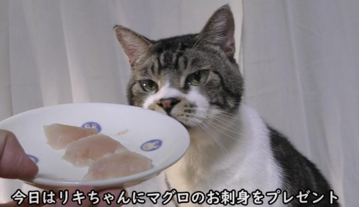 まぐろ大好きな猫リキちゃん☆魚だったら何でもいいわけじゃないよ！【リキちゃんねる　猫動画】Cat video　キジトラ猫との暮らし