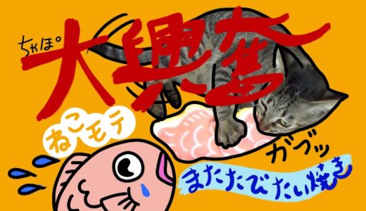 【衝撃】ちゃぽにねこモテあげたらすごいことになった –  I played with a cat and a toy and it was a shocking result.