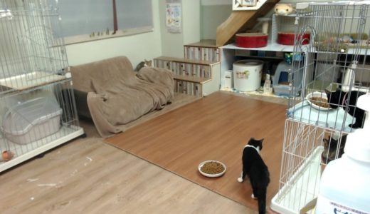 2019/9/8 夜の保護猫ハウス　Saved Cats’ House “Shinshu-Nekobiyori” at night