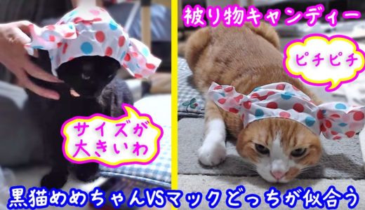 ＜2匹の猫通信＞ハッチとマックの「ほっこりライブ」かわいい猫キャンディーちゃん！めめVSマック 2019 09 06　- Cat Live Stream in Japan – Cat Life TV