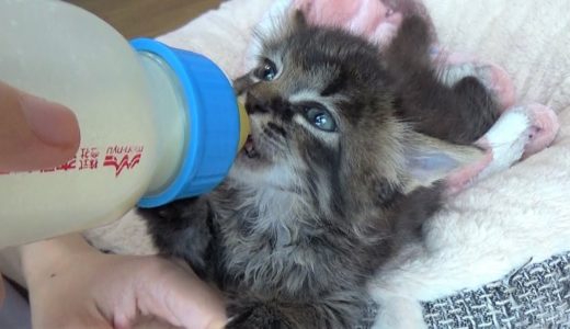 【保護猫】もうすぐ卒業する哺乳瓶ミルクを美味しそうに飲む子猫たち kittens drinking milk