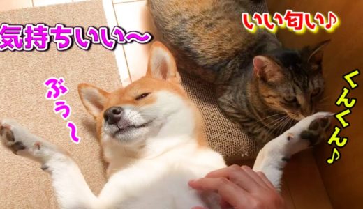 飼い主と猫がちょっかいをかけてもヘソ天をし続ける柴犬　Shiba Inu who relaxes even if a little bit is put on a cat