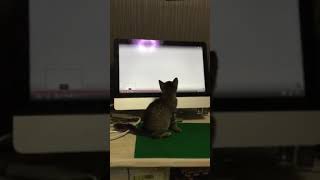 ゲームに夢中なネコるん My cat is playing a video game.