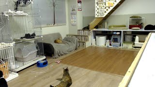 2019/9/18 夜の保護猫ハウス　Saved Cats’ House “Shinshu-Nekobiyori” at night