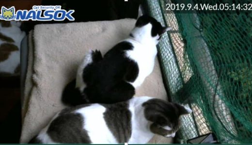 [CAT LIVE・定点] 自宅警備ねこNALSOK ベランダ猫ライブカメラ [20190904-03]