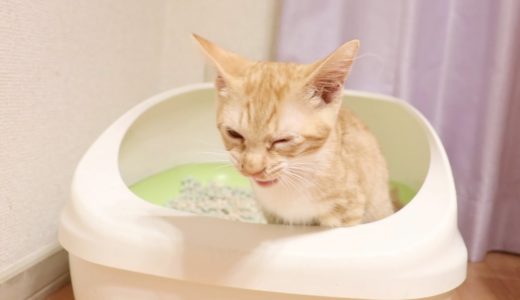 保護した捨て猫はちゃんと砂でトイレ出来るのかな？？