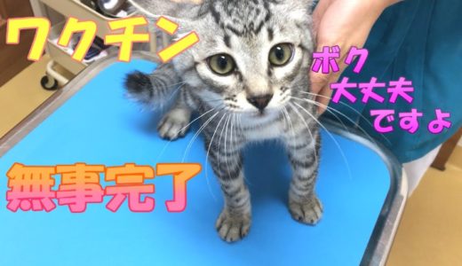 【保護猫】子猫のワクチンのために動物病院へ