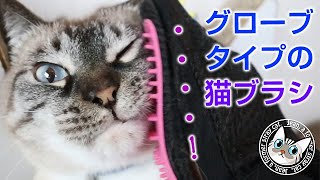 グローブタイプの猫用ブラシでジャンポンを撫でる【Jean & Pont 1859】2019/8/31 #ジャン #ポン