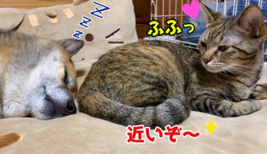 柴犬と猫それぞれ気の合うペアで♡ Shiba Inu and cat are great friends
