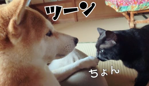 猫のけなげなアピールを知らんぷりするツンデレ犬 Shibainu is very hot and cold