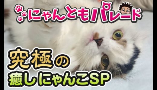 【癒し猫動画】究極の癒しにゃんこスペシャル〜にゃんともパレード〜