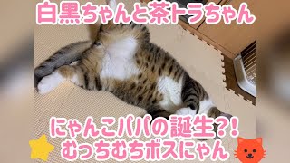 保護猫~にゃんこパパ誕生？！キジトラ白 ボス猫 ボスにゃん~手足奇形の子猫~ Japanese cat