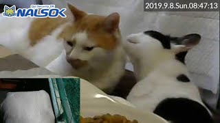 [CAT LIVE配信終了分] 自宅警備ねこNALSOK ベランダ猫ライブカメラ [20190908-03]