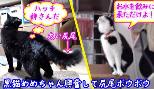＜2匹の猫通信＞ハッチとマックの「ほっこりライブ」黒猫めめちゃんハッチが来て興奮！尻尾ボウボウ！ 2019 09 05　- Cat Live Stream in Japan - Cat Life TV