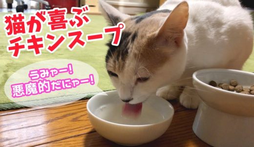 猫が喜ぶチキンスープが美味し過ぎてがぶ飲みしちゃう猫！