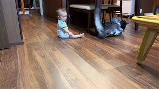 赤ちゃんにケンカの仲裁をされる猫 ノルウェージャンフォレストキャットA cat to be quarreled by a baby