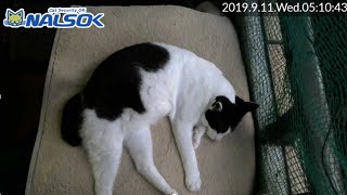 [CAT LIVE配信終了分] 自宅警備ねこNALSOK ベランダ猫ライブカメラ [20190911-04]