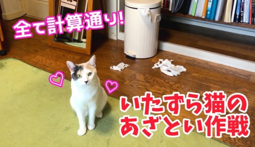 ゴミ箱を散らかした後に猫がとった行動が可愛くてずるい！