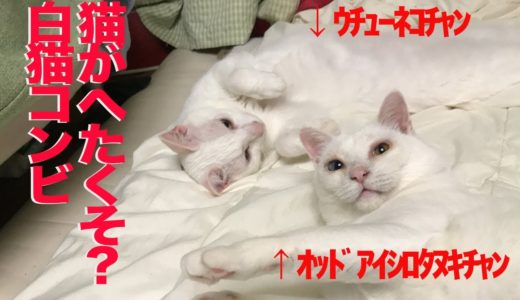 オッドアイ白たぬき(猫)VSウチューネコチャン、へたくそ猫合戦　Two funny white cats