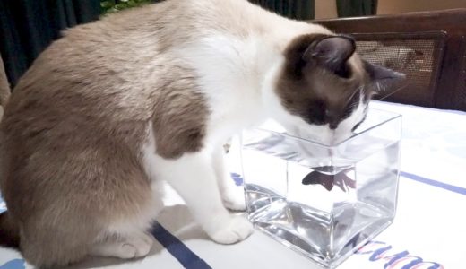 熱帯魚を見てる猫　　　　　Cat watching tropical fish