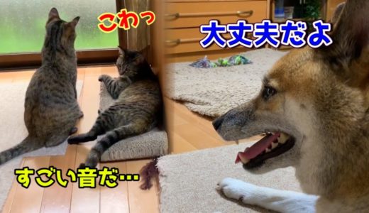 突然の雷と豪雨！怖がる猫と優しい柴犬　A cat and a gentle Shiba Inu who are afraid of thunder and heavy rain