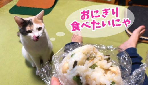 食いしん坊な猫のおにぎり横取り作戦！