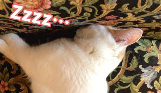 ソファーに顔面衝突しながら寝てしまう猫が可愛いw