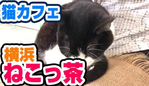 【賛否両論】横浜の猫カフェ、ねこっ茶の本音レビュー！