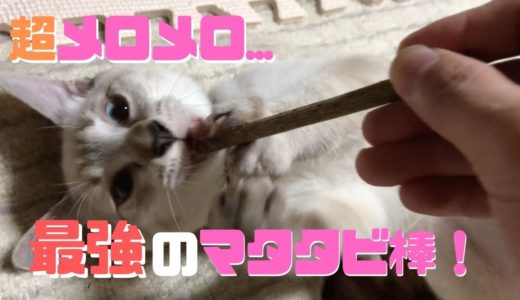 【おもしろ猫動画】2匹のねこに最強のマタタビ棒を与えるとどうなる？ What happens if you give a cat the strongest matababi stick?