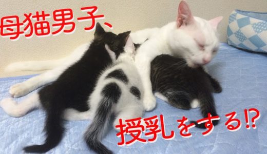 ウチューネコチャン、母猫男子になり子猫に授乳する　The male cat’s breast-feeding